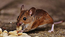 24 Hour & Emergency Exterminators in Nacimiento Lake, CA